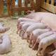 Разведение свиней в домашних условиях для начинающих: мастерим свинарник и составляем бизнес-план